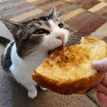 a cat is eating a slice of bread from someone 's hand