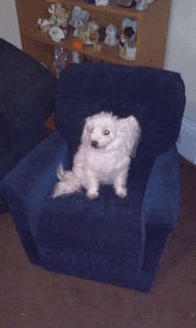 a small white dog sits in a blue chair