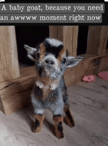 a baby goat is standing on a wooden floor next to a sign that says a baby goat