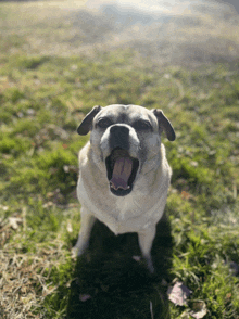 a dog with its mouth open and its tongue out