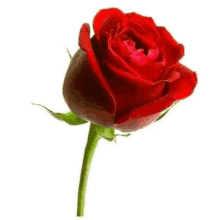 a single red rose with a green stem and a red center on a white background .