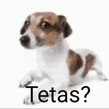 a brown and white dog is laying down with the words tetas ? written above it .