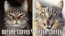 a before and after picture of a cat before and after drinking coffee .