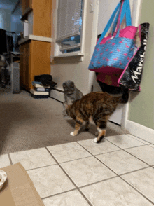 a cat standing next to a bag that says marshmellow