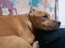 a brown dog laying on a black pillow with a blanket with a cat on it