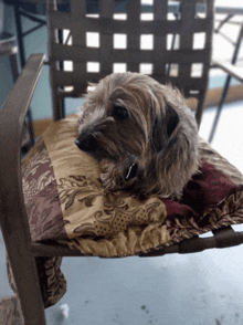 a small dog is laying on a chair cushion