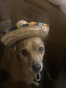 a small dog wearing a sombrero looks at the camera with a box in the background