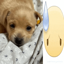 a puppy is laying on a blanket next to an emoji of a sad face