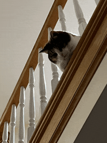 a black and white cat sitting on a wooden railing