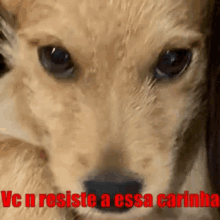 a close up of a dog with the words " vc n resiste a essa carinha " on the bottom