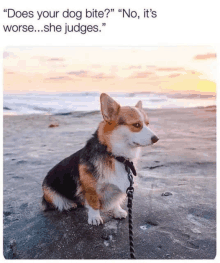 a corgi dog on a leash sitting on a beach with the caption " does your dog bite "