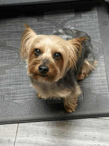 a small dog sitting on a mat looking up