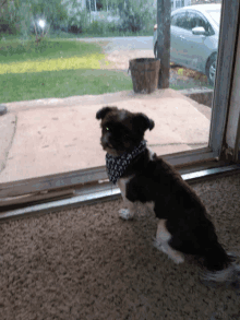 a small dog wearing a bandana is sitting in front of a glass door