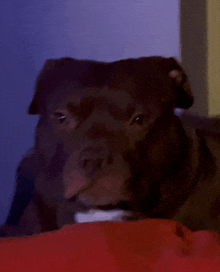 a brown dog is laying on a red blanket