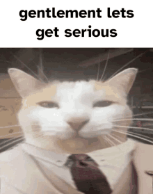 a cat is wearing a suit and tie and says gentlemen lets get serious