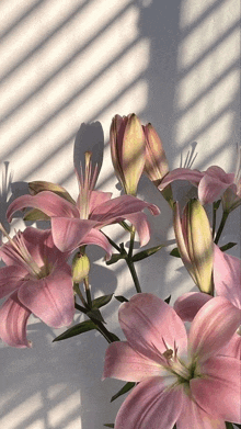 a bunch of pink flowers on a white wall