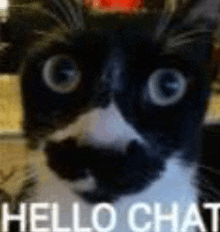 a black and white cat with big eyes is looking at the camera with the words `` hello chat '' written on it .