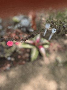 a blurred image of a flower with a key in the background that says ' i 'm sorry '