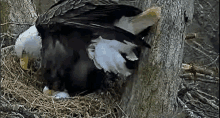 a bald eagle is perched on a tree branch in a nest .