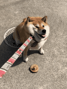 a dog wearing a red and white striped leash is standing on a concrete surface