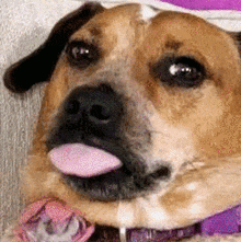 a close up of a dog with its tongue hanging out