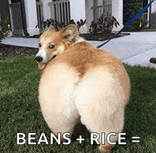 a dog that looks like beans and rice is on a leash in the grass .