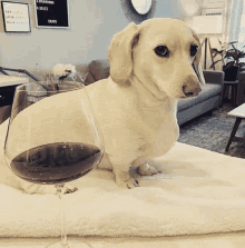 a dachshund sitting next to a glass of red wine