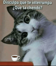 a cat is sitting next to a cup of coffee and the caption says " disculpa que te interrumpa que ta chendo "