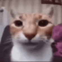 a close up of a cat 's face in a blurry photo .