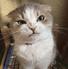 a close up of a cat with a collar on