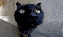 a black cat with yellow eyes is standing in front of a wall and looking up .