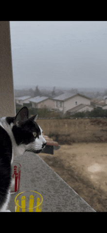 a black and white cat sitting on a balcony looking out over a residential area