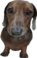 a close up of a dachshund 's face with a white background