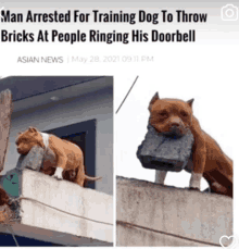 an asian news article about a man arrested for training dog to throw bricks at people ringing his doorbell