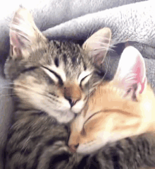 two cats laying next to each other on a blanket with their eyes closed