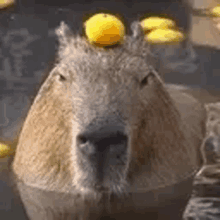 a capybara with a lemon on its head is swimming in a pool .