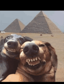 two dogs are posing for a selfie in front of pyramids