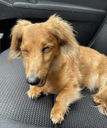 a dachshund with its eyes closed is laying on the seat of a car