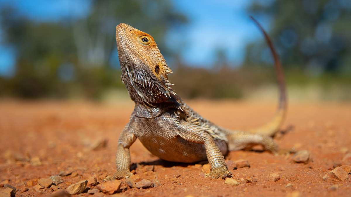 Eastern Bearded Dragon