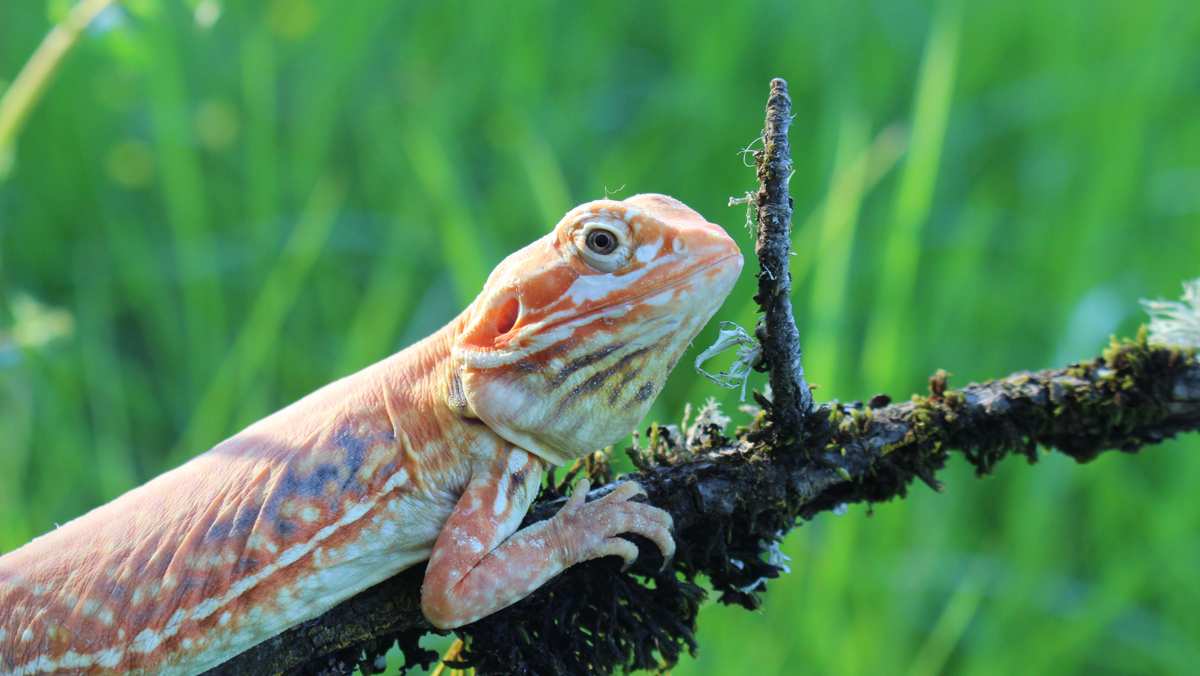 Silk Bearded Dragon