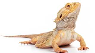 Bearded Dragon Names