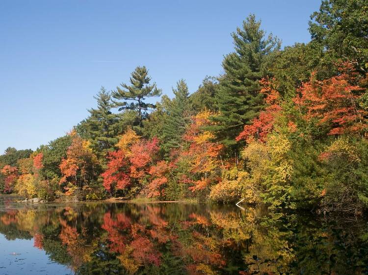 Harold Parker State Forest