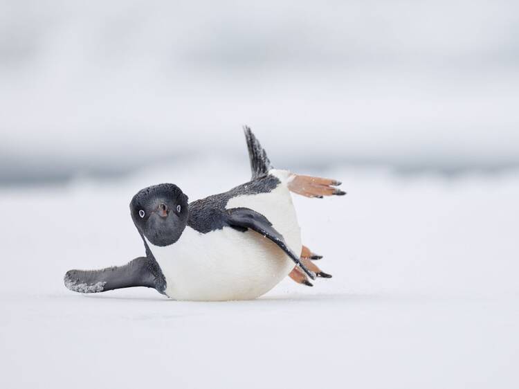 These are the winners of the Bird Photography of the Year Awards