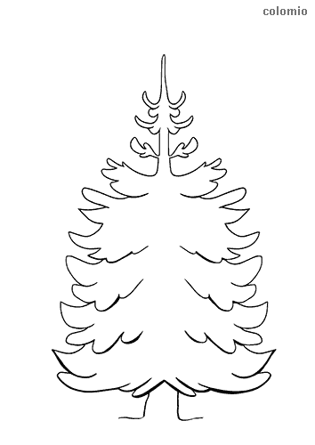 Fir tree coloring page