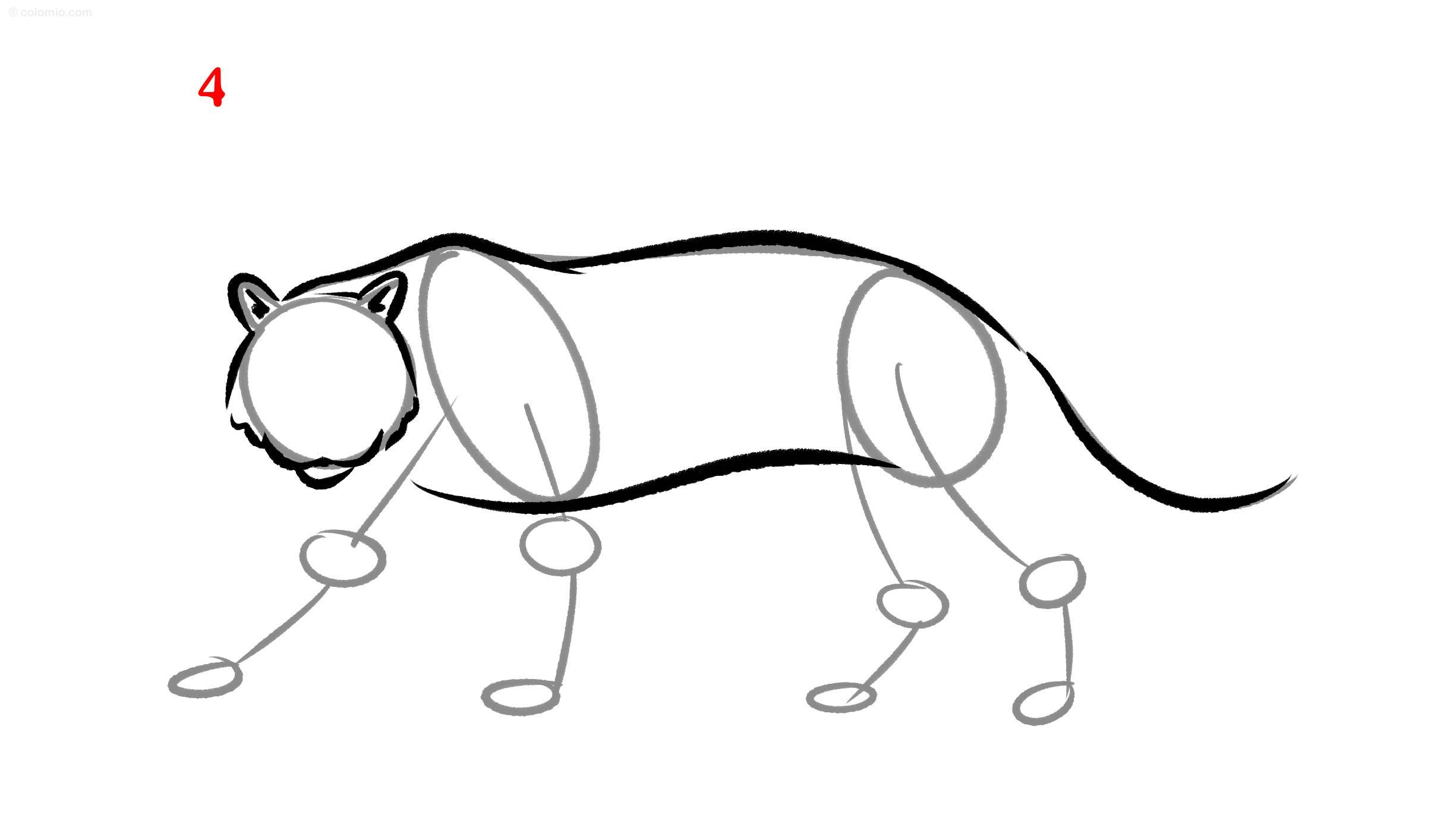 How to Draw a Tiger - Step by Step