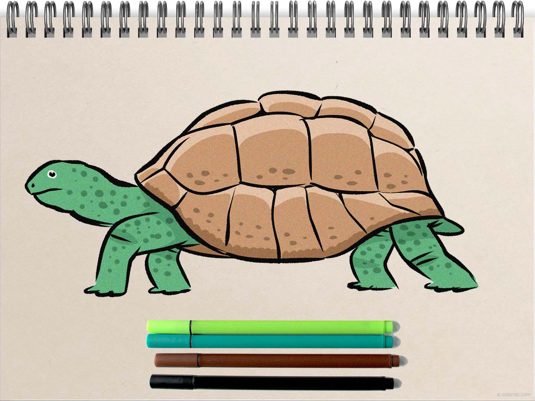 Turtle drawing - Step by Step