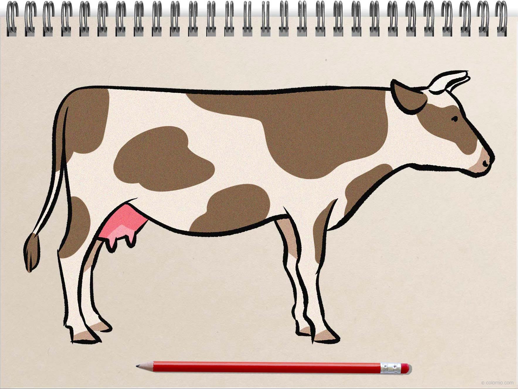 Cow drawing - Step by Step