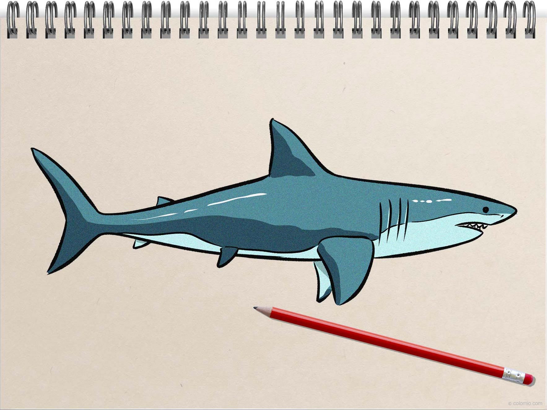 How to Draw a Shark - Step by Step