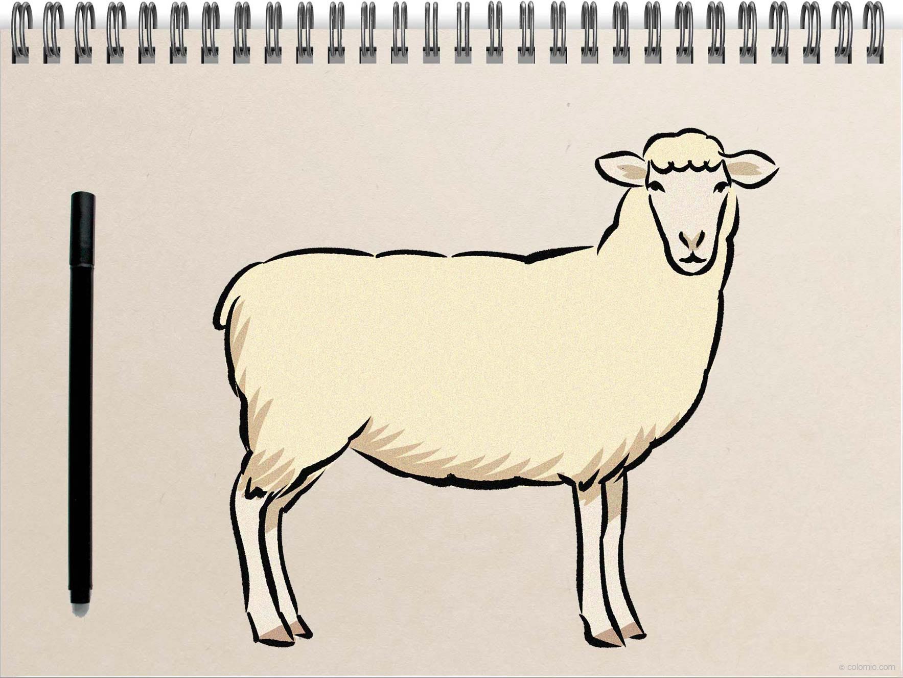 How to Draw a Sheep - Step by Step