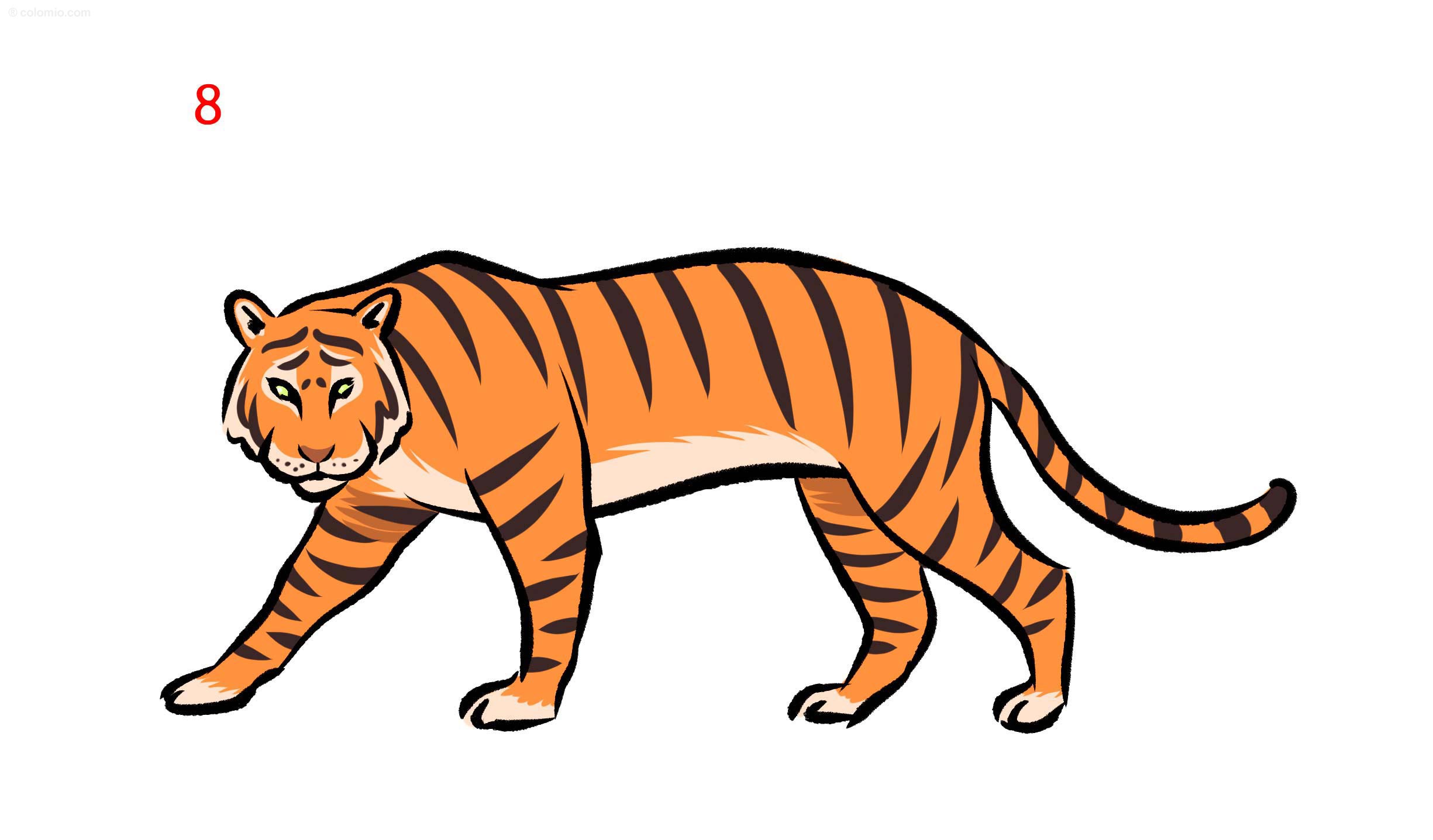 Tiger drawing - Step by Step